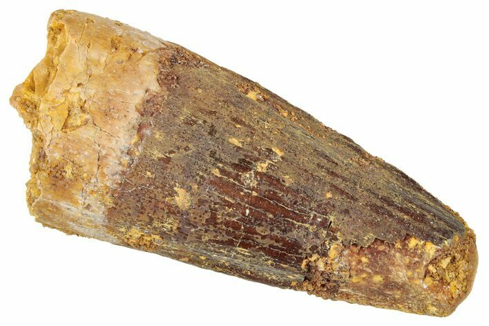 Fossil Spinosaurus Tooth - Real Dinosaur Tooth #239278